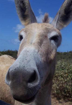 bridanda donkey